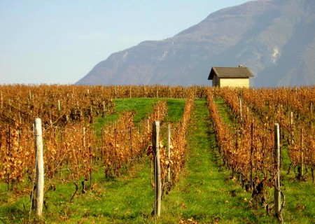 La maison des vignes